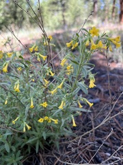 Lithospermum