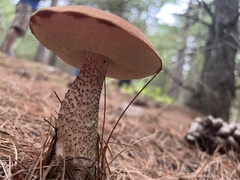 Leccinum aurantiacum
