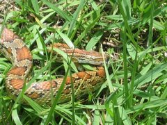Pantherophis guttatus