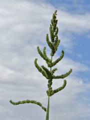 Echinochloa muricata