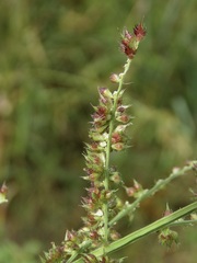 Echinochloa muricata