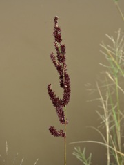 Echinochloa muricata