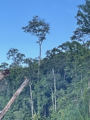 Pelargopsis capensis