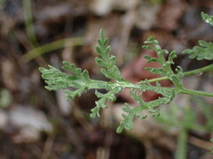 Lomatium