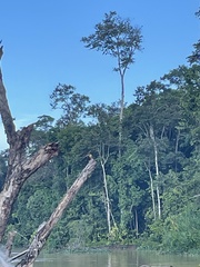 Pelargopsis capensis