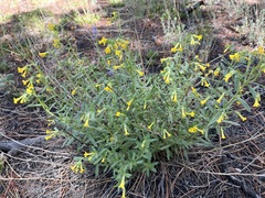 Lithospermum