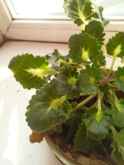 Streptocarpus ionanthus