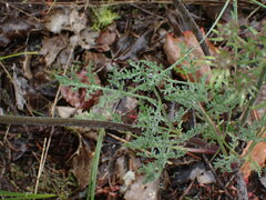 Lomatium