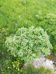 Paeonia officinalis