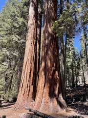 Sequoiadendron giganteum