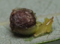 Andricus quercusfoliatus
