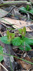 Chiloglottis valida