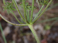 Lomatium