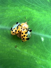 Aspidimorpha miliaris