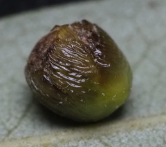 Andricus quercusfoliatus