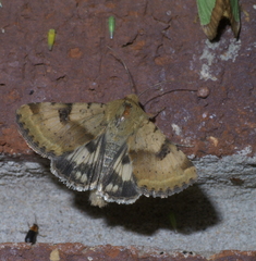 Heliothis phloxiphaga