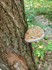 Phellinus