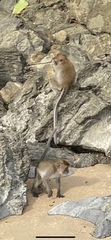 Macaca fascicularis