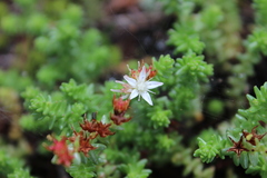 Sedum moranense