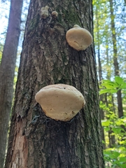 Phellinus
