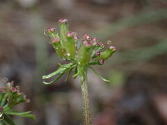 Lomatium