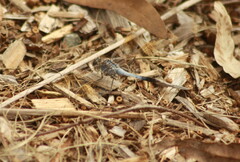 Orthetrum caledonicum