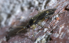 Plagiognathus