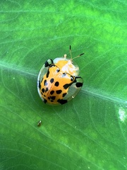 Aspidimorpha miliaris