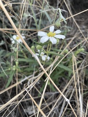 Melampodium leucanthum