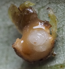 Andricus quercusfoliatus