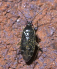 Plagiognathus