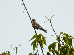 Emberiza pusilla