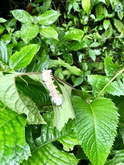 Neopreptos marathusa