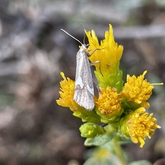 Cisthene liberomacula