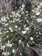 Melampodium leucanthum