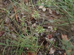 Lomatium