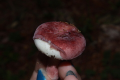 Russula uncialis