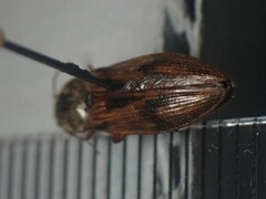 Stropenron hieroglyphica