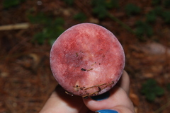 Russula uncialis