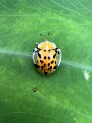 Aspidimorpha miliaris