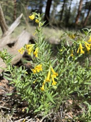 Lithospermum