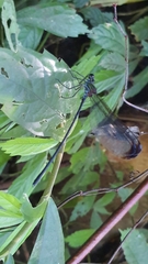 Psolodesmus mandarinus