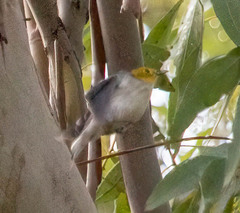 Setophaga occidentalis