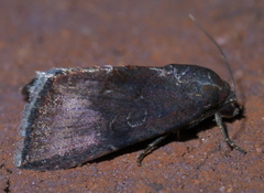 Galgula partita