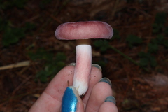 Russula uncialis