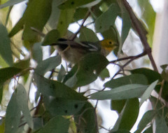 Setophaga occidentalis