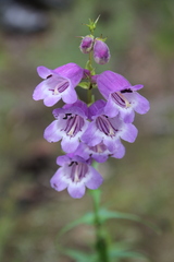 Penstemon campanulatus
