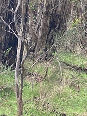 Chrysococcyx basalis