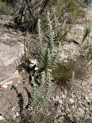 Actinotus helianthi