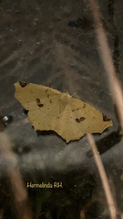 Antepione thisoaria